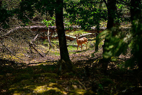 Roe Deer, Berghem, Netherlands An unexpected daytime encounter with this female Roe deer. They are usually secretive, only active in the very early morning and just before sunset. It probably hadn't noticed me earlier as I was in a static position for some 20 minutes, not making much sound. Unfortunately, only had the macro lens with me. Berghem,Capreolus capreolus,Europe,Geotagged,Netherlands,Roe deer,Summer,World