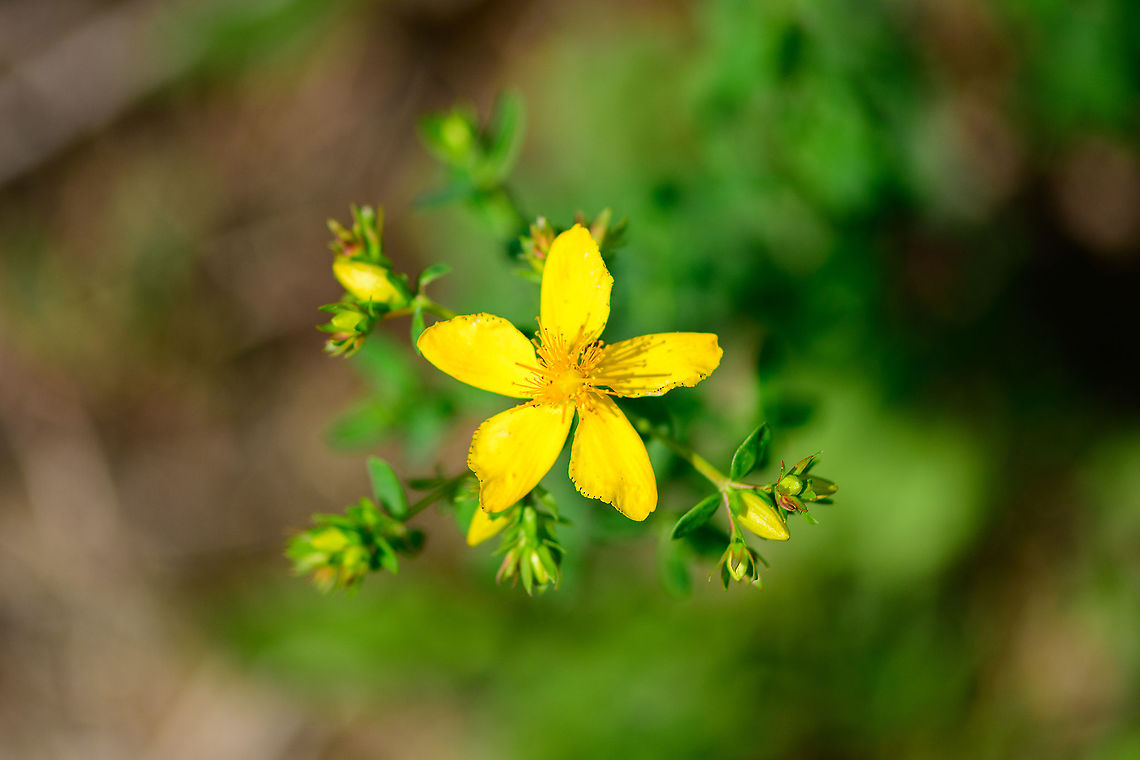 Common St John's wort, Berghem, Netherlands  Berghem,Europe,Geotagged,Hypericum perforatum,Netherlands,St John's wort,Summer,World