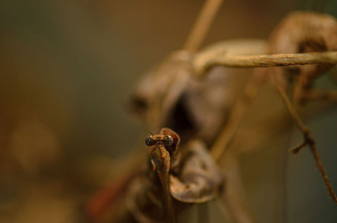 Mini dragonfly admist dry leafs in Tsingy, Madagascar Madagascar is said to be dragongly paradise, but we saw very few. Probably because it was not the season for it. Here's is a tiny dragon fly amidst dry leafs. Discovered by accident, so it's quite well camouflaged. Madagascar,Tsingy de Bemaraha National Park