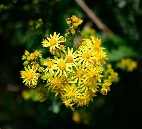 Tansy ragwort