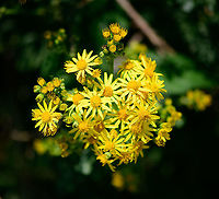 Tansy ragwort - 2, Berghem, Netherlands Abundant flowers on the Tansy ragwort, in many languages named the "St Jacob's herb". Look closely and you may find a Tyria jacobaeae larva in the scene. Which is a daytime moth named Cinnabar moth in english, yet "St Jacob's butterfly" in some other languages. <br />
<br />
Larva and adult by others:<br />
https://www.jungledragon.com/image/67877/tyria_jacobaeae_-_various_stadia_caterpillars.html<br />
https://www.jungledragon.com/image/50624/tyria_jacobaeae.html<br />
The larvae of the Cinnabar moth are notoriously self-defeating. Due to the large quantity of eggs, they appear in large numbers. There's no limit to their appetite. As they ferociously feed on ragworts, they become chemical waste bins themselves, unattractive to predators. Without pressure from predators, most can continue feeding until ultimately food runs out, and they die from hunger before reaching adulthood. Before that, many turn cannibalistic. Berghem,Europe,Jacobaea vulgaris,Netherlands,Tansy ragwort,World