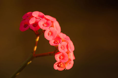 Small pink flowers during sunset in Tsingy, Madagascar  Euphorbia milii,Madagascar,Tsingy de Bemaraha National Park
