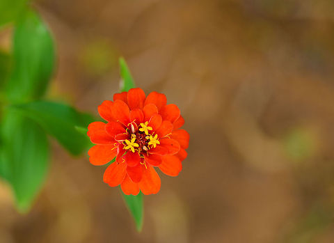 Bright red Zinnia in Tsingy, Madagascar  Madagascar,Tsingy de Bemaraha National Park,Zinnia elegans