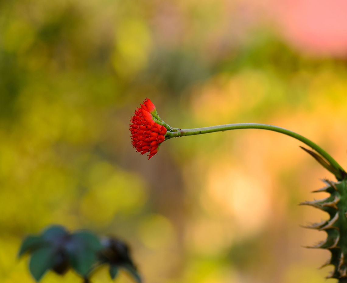 Euphorbia viguieri in Tsingy, Madagascar  Euphorbia viguieri,Madagascar,Tsingy de Bemaraha National Park