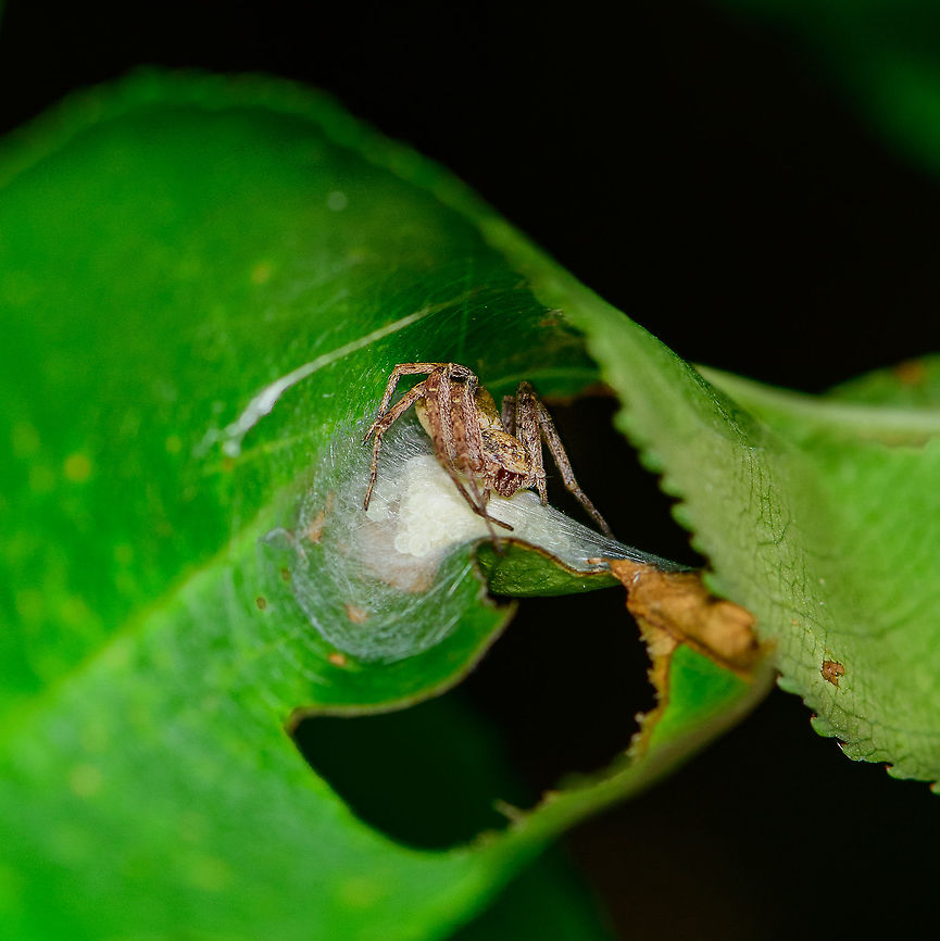Running Crab Spider on egg case, Berghem, Netherlands Philodromidae. I noticed a curled up leaf on this tree and had a peek inside to find this female Philodromidae spider guarding eggs. She's about 1cm in size. It took me a lot of tries to get any light inside yet despite all disturbance caused, she remained loyal to her eggs, not once made an attempt to flee. Great mum.<br />
<br />
Don't think I can narrow it down to species level, the females are quite variable. Berghem,Europe,Netherlands,World