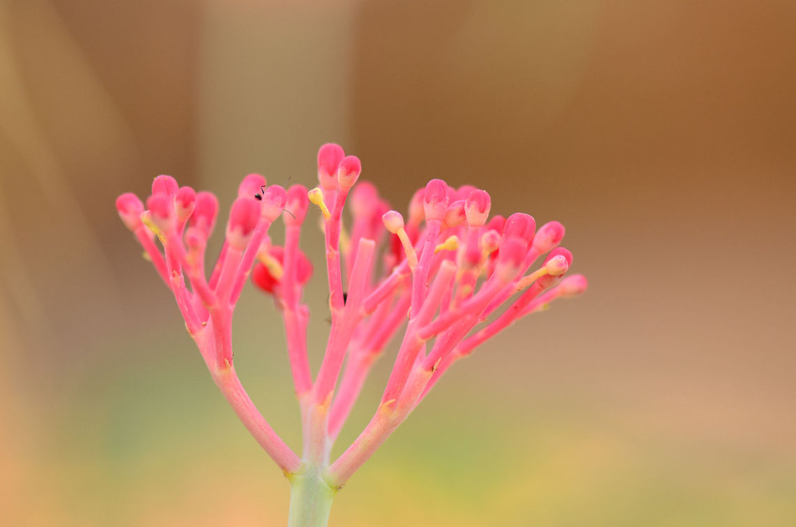 Coralbush in Tsingy, Madagascar  Coralbush,Jatropha multifida,Madagascar,Tsingy de Bemaraha National Park