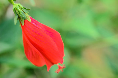 Bright red flower in Tsingy, Madagascar  Madagascar,Malvaviscus arboreus,Tsingy de Bemaraha National Park