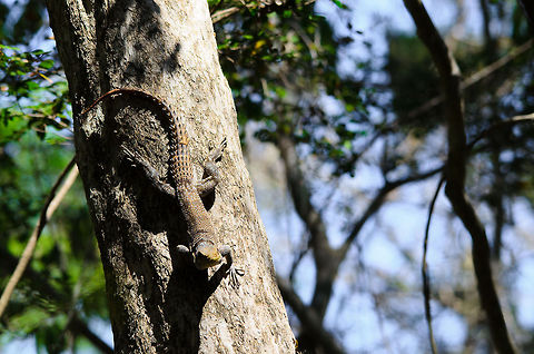 Oplurus Cuvieri running down on tree in Tsingy, Madagascar  Madagascar,Oplurus cuvieri,Tsingy de Bemaraha National Park