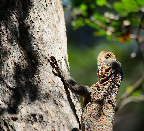 Collared Iguana on tree in Tsingy, Madagascar  Madagascar,Oplurus cuvieri,Tsingy de Bemaraha National Park