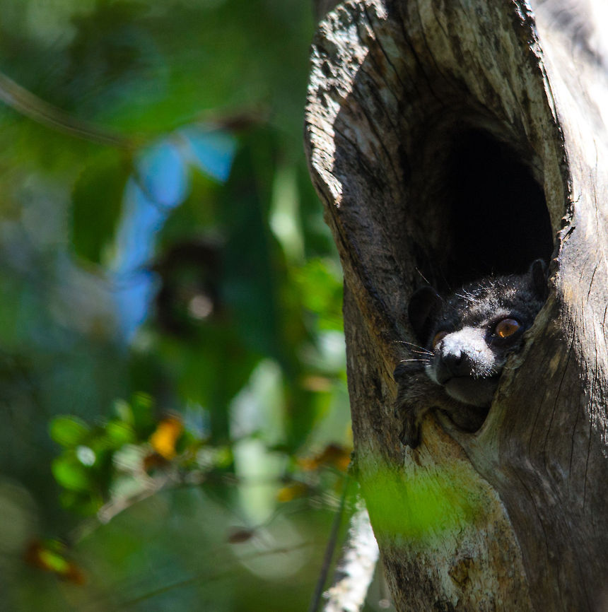 Red-tailed sportive lemur spotted by day in Tsingy Here's to a new lemur specie. This is a nocturnal lemur that seems to be awake during the day. With only its head sticking out of its safe haven, identification is an educated guess. Its head definitely resembles a sportive lemur, of which there are at least two dozen species. However, based on its location it very likely concerns a Red-tailed sportive lemur. Lepilemur ruficaudatus,Madagascar,Red-tailed sportive lemur,Tsingy de Bemaraha National Park