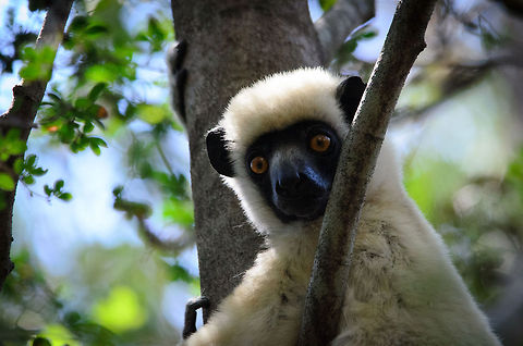 Decken's Sifaka stare  Madagascar,Propithecus deckenii,Tsingy de Bemaraha National Park,Von der Deckens sifaka