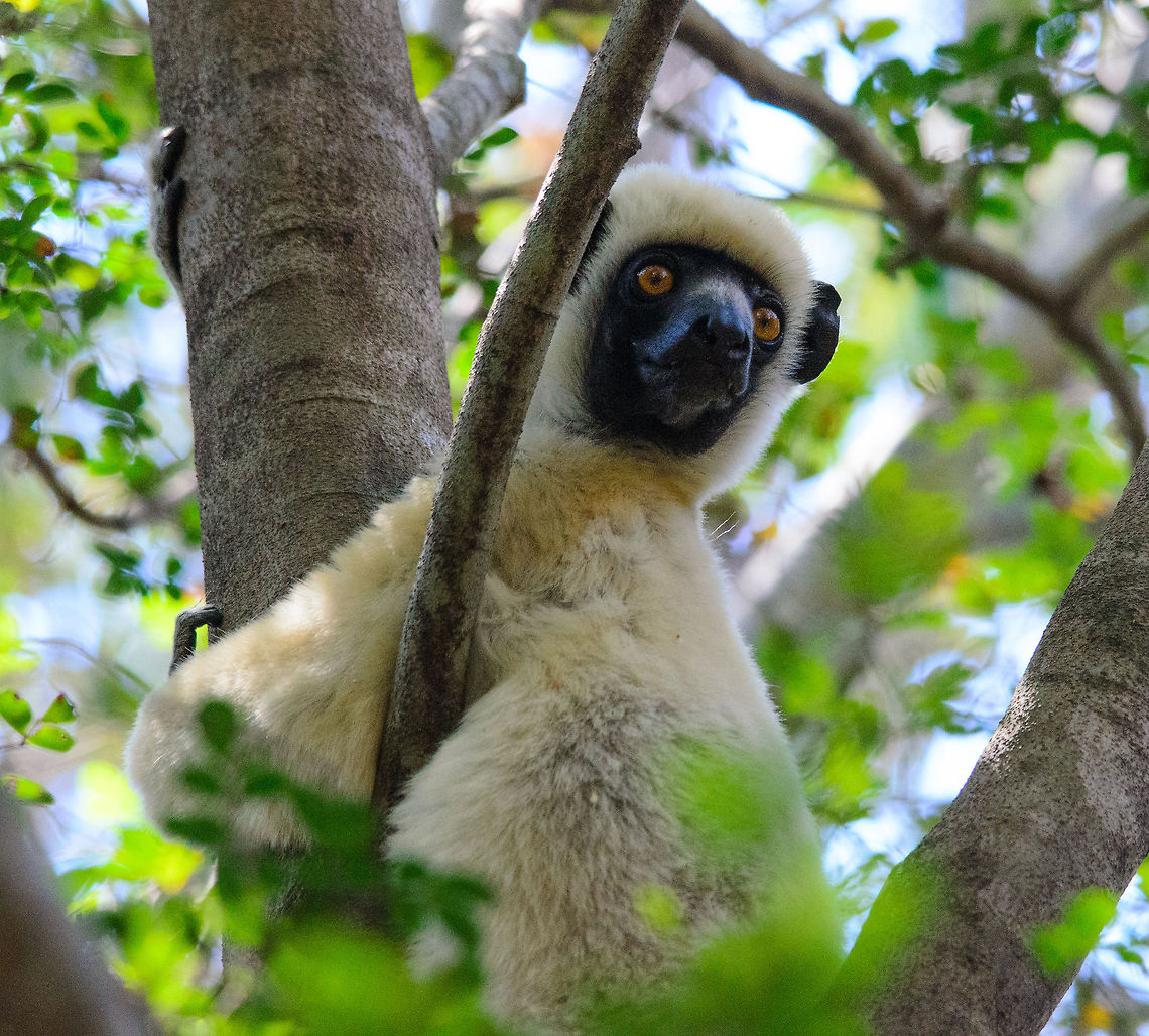 Decken's Safika on the lookout in Tsingy trees Near-full body shot of a Decken's Sifaka in Tsingy. Compared to red-front lemurs and brown lemurs, they are very silent and peaceful. Madagascar,Propithecus deckenii,Tsingy de Bemaraha National Park,Von der Deckens sifaka