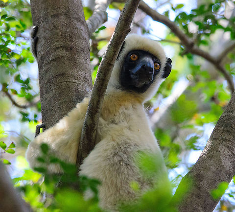 Decken's Safika on the lookout in Tsingy trees Near-full body shot of a Decken's Sifaka in Tsingy. Compared to red-front lemurs and brown lemurs, they are very silent and peaceful. Madagascar,Propithecus deckenii,Tsingy de Bemaraha National Park,Von der Deckens sifaka