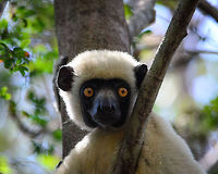 Decken's Sifaka closeup in Tsingy Just like the Red-fronted Lemurs, a Sifaka family was having a siesta in the trees surrounding Tsingy. At these times of rest, the animals are quite approachable as long as keep quiet. Madagascar,Propithecus deckenii,Tsingy de Bemaraha National Park,Von der Deckens sifaka