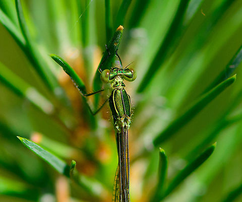 Young female Small Emerald Damselfly - closeup, Berghem, Netherlands I'm happy with this observation as I had never seen the species before.

As a species native to Southern/Central Europe, it used to be very rare to find in Northwestern Europe yet over time has become less rare. It is now listed as "somewhat rare", the emerald least commonly found.

Striking about the species, as the name implies, is its small size. It really is tiny, typically only 3 cm, whereas most other emerald species are 4.5-5 cm in length.

This is an interesting moment in its life cycle. This individual is a freshly emerged female. It hasn't dried up yet, and the wings aren't hard enough to spread. Furthermore, it doesn't yet have its final imago colors, instead a beautiful palette of shiny greens.
https://www.jungledragon.com/image/101097/young_female_small_emerald_damselfly_berghem_netherlands.html
https://www.jungledragon.com/image/101096/young_female_small_emerald_damselfly_-_full_body_berghem_netherlands.html
https://www.jungledragon.com/image/101095/young_female_small_emerald_damselfly_-_side_view_berghem_netherlands.html Berghem,Europe,Geotagged,Lestes virens,Netherlands,Small Emerald Damselfly,Summer,World