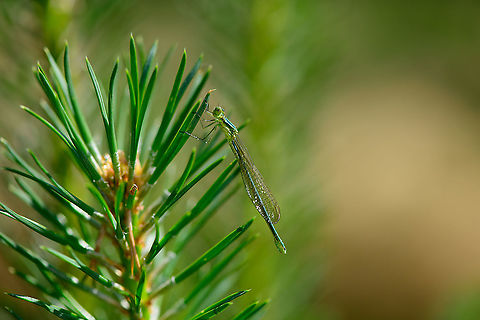 Young female Small Emerald Damselfly - side view, Berghem, Netherlands I'm happy with this observation as I had never seen the species before.

As a species native to Southern/Central Europe, it used to be very rare to find in Northwestern Europe yet over time has become less rare. It is now listed as "somewhat rare", the emerald least commonly found.

Striking about the species, as the name implies, is its small size. It really is tiny, typically only 3 cm, whereas most other emerald species are 4.5-5 cm in length.

This is an interesting moment in its life cycle. This individual is a freshly emerged female. It hasn't dried up yet, and the wings aren't hard enough to spread. Furthermore, it doesn't yet have its final imago colors, instead a beautiful palette of shiny greens.
https://www.jungledragon.com/image/101097/young_female_small_emerald_damselfly_berghem_netherlands.html
https://www.jungledragon.com/image/101096/young_female_small_emerald_damselfly_-_full_body_berghem_netherlands.html
https://www.jungledragon.com/image/101094/young_female_small_emerald_damselfly_-_closeup_berghem_netherlands.html Berghem,Europe,Geotagged,Lestes virens,Netherlands,Small Emerald Damselfly,Summer,World
