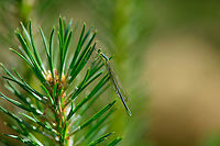 Young female Small Emerald Damselfly - side view, Berghem, Netherlands I'm happy with this observation as I had never seen the species before.<br />
<br />
As a species native to Southern/Central Europe, it used to be very rare to find in Northwestern Europe yet over time has become less rare. It is now listed as "somewhat rare", the emerald least commonly found.<br />
<br />
Striking about the species, as the name implies, is its small size. It really is tiny, typically only 3 cm, whereas most other emerald species are 4.5-5 cm in length.<br />
<br />
This is an interesting moment in its life cycle. This individual is a freshly emerged female. It hasn't dried up yet, and the wings aren't hard enough to spread. Furthermore, it doesn't yet have its final imago colors, instead a beautiful palette of shiny greens.<br />
https://www.jungledragon.com/image/101097/young_female_small_emerald_damselfly_berghem_netherlands.html<br />
https://www.jungledragon.com/image/101096/young_female_small_emerald_damselfly_-_full_body_berghem_netherlands.html<br />
https://www.jungledragon.com/image/101094/young_female_small_emerald_damselfly_-_closeup_berghem_netherlands.html Berghem,Europe,Geotagged,Lestes virens,Netherlands,Small Emerald Damselfly,Summer,World