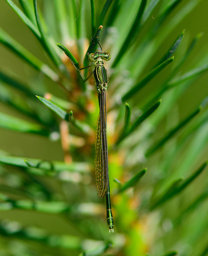 Young female Small Emerald Damselfly - full body, Berghem, Netherlands I&#039;m happy with this observation as I had never seen the species before.<br />
<br />
As a species native to Southern/Central Europe, it used to be very rare to find in Northwestern Europe yet over time has become less rare. It is now listed as &quot;somewhat rare&quot;, the emerald least commonly found.<br />
<br />
Striking about the species, as the name implies, is its small size. It really is tiny, typically only 3 cm, whereas most other emerald species are 4.5-5 cm in length.<br />
<br />
This is an interesting moment in its life cycle. This individual is a freshly emerged female. It hasn&#039;t dried up yet, and the wings aren&#039;t hard enough to spread. Furthermore, it doesn&#039;t yet have its final imago colors, instead a beautiful palette of shiny greens.<br />
<figure class="photo"><a href="https://www.jungledragon.com/image/101097/young_female_small_emerald_damselfly_berghem_netherlands.html" title="Young female Small Emerald Damselfly, Berghem, Netherlands"><img src="https://s3.amazonaws.com/media.jungledragon.com/images/2/101097_thumb.jpg?AWSAccessKeyId=05GMT0V3GWVNE7GGM1R2&Expires=1759968010&Signature=05%2FWQSVVZwQCgPm1PRzxqWuo%2B9I%3D" width="200" height="134" alt="Young female Small Emerald Damselfly, Berghem, Netherlands I&#039;m happy with this observation as I had never seen the species before.<br />
<br />
As a species native to Southern/Central Europe, it used to be very rare to find in Northwestern Europe yet over time has become less rare. It is now listed as &quot;somewhat rare&quot;, the emerald least commonly found.<br />
<br />
Striking about the species, as the name implies, is its small size. It really is tiny, typically only 3 cm, whereas most other emerald species are 4.5-5 cm in length.<br />
<br />
This is an interesting moment in its life cycle. This individual is a freshly emerged female. It hasn&#039;t dried up yet, and the wings aren&#039;t hard enough to spread. Furthermore, it doesn&#039;t yet have its final imago colors, instead a beautiful palette of shiny greens.<br />
https://www.jungledragon.com/image/101096/young_female_small_emerald_damselfly_-_full_body_berghem_netherlands.html<br />
https://www.jungledragon.com/image/101094/young_female_small_emerald_damselfly_-_closeup_berghem_netherlands.html<br />
https://www.jungledragon.com/image/101095/young_female_small_emerald_damselfly_-_side_view_berghem_netherlands.html Berghem,Europe,Geotagged,Lestes virens,Netherlands,Small Emerald Damselfly,Summer,World" /></a></figure><br />
<figure class="photo"><a href="https://www.jungledragon.com/image/101094/young_female_small_emerald_damselfly_-_closeup_berghem_netherlands.html" title="Young female Small Emerald Damselfly - closeup, Berghem, Netherlands"><img src="https://s3.amazonaws.com/media.jungledragon.com/images/2/101094_thumb.jpg?AWSAccessKeyId=05GMT0V3GWVNE7GGM1R2&Expires=1759968010&Signature=kGmFaxXysZMcuiE5ll3ja4i3REg%3D" width="200" height="168" alt="Young female Small Emerald Damselfly - closeup, Berghem, Netherlands I&#039;m happy with this observation as I had never seen the species before.<br />
<br />
As a species native to Southern/Central Europe, it used to be very rare to find in Northwestern Europe yet over time has become less rare. It is now listed as &quot;somewhat rare&quot;, the emerald least commonly found.<br />
<br />
Striking about the species, as the name implies, is its small size. It really is tiny, typically only 3 cm, whereas most other emerald species are 4.5-5 cm in length.<br />
<br />
This is an interesting moment in its life cycle. This individual is a freshly emerged female. It hasn&#039;t dried up yet, and the wings aren&#039;t hard enough to spread. Furthermore, it doesn&#039;t yet have its final imago colors, instead a beautiful palette of shiny greens.<br />
https://www.jungledragon.com/image/101097/young_female_small_emerald_damselfly_berghem_netherlands.html<br />
https://www.jungledragon.com/image/101096/young_female_small_emerald_damselfly_-_full_body_berghem_netherlands.html<br />
https://www.jungledragon.com/image/101095/young_female_small_emerald_damselfly_-_side_view_berghem_netherlands.html Berghem,Europe,Geotagged,Lestes virens,Netherlands,Small Emerald Damselfly,Summer,World" /></a></figure><br />
<figure class="photo"><a href="https://www.jungledragon.com/image/101095/young_female_small_emerald_damselfly_-_side_view_berghem_netherlands.html" title="Young female Small Emerald Damselfly - side view, Berghem, Netherlands"><img src="https://s3.amazonaws.com/media.jungledragon.com/images/2/101095_thumb.jpg?AWSAccessKeyId=05GMT0V3GWVNE7GGM1R2&Expires=1759968010&Signature=0TL5jnP1lXPb7E%2FD28fe9U9j8lE%3D" width="200" height="134" alt="Young female Small Emerald Damselfly - side view, Berghem, Netherlands I&#039;m happy with this observation as I had never seen the species before.<br />
<br />
As a species native to Southern/Central Europe, it used to be very rare to find in Northwestern Europe yet over time has become less rare. It is now listed as &quot;somewhat rare&quot;, the emerald least commonly found.<br />
<br />
Striking about the species, as the name implies, is its small size. It really is tiny, typically only 3 cm, whereas most other emerald species are 4.5-5 cm in length.<br />
<br />
This is an interesting moment in its life cycle. This individual is a freshly emerged female. It hasn&#039;t dried up yet, and the wings aren&#039;t hard enough to spread. Furthermore, it doesn&#039;t yet have its final imago colors, instead a beautiful palette of shiny greens.<br />
https://www.jungledragon.com/image/101097/young_female_small_emerald_damselfly_berghem_netherlands.html<br />
https://www.jungledragon.com/image/101096/young_female_small_emerald_damselfly_-_full_body_berghem_netherlands.html<br />
https://www.jungledragon.com/image/101094/young_female_small_emerald_damselfly_-_closeup_berghem_netherlands.html Berghem,Europe,Geotagged,Lestes virens,Netherlands,Small Emerald Damselfly,Summer,World" /></a></figure> Berghem,Europe,Geotagged,Lestes virens,Netherlands,Small Emerald Damselfly,Summer,World