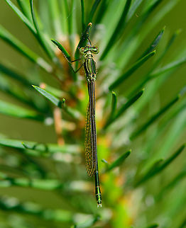 Young female Small Emerald Damselfly - full body, Berghem, Netherlands I'm happy with this observation as I had never seen the species before.

As a species native to Southern/Central Europe, it used to be very rare to find in Northwestern Europe yet over time has become less rare. It is now listed as "somewhat rare", the emerald least commonly found.

Striking about the species, as the name implies, is its small size. It really is tiny, typically only 3 cm, whereas most other emerald species are 4.5-5 cm in length.

This is an interesting moment in its life cycle. This individual is a freshly emerged female. It hasn't dried up yet, and the wings aren't hard enough to spread. Furthermore, it doesn't yet have its final imago colors, instead a beautiful palette of shiny greens.
https://www.jungledragon.com/image/101097/young_female_small_emerald_damselfly_berghem_netherlands.html
https://www.jungledragon.com/image/101094/young_female_small_emerald_damselfly_-_closeup_berghem_netherlands.html
https://www.jungledragon.com/image/101095/young_female_small_emerald_damselfly_-_side_view_berghem_netherlands.html Berghem,Europe,Geotagged,Lestes virens,Netherlands,Small Emerald Damselfly,Summer,World