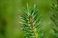 Young female Small Emerald Damselfly, Berghem, Netherlands I'm happy with this observation as I had never seen the species before.<br />
<br />
As a species native to Southern/Central Europe, it used to be very rare to find in Northwestern Europe yet over time has become less rare. It is now listed as "somewhat rare", the emerald least commonly found.<br />
<br />
Striking about the species, as the name implies, is its small size. It really is tiny, typically only 3 cm, whereas most other emerald species are 4.5-5 cm in length.<br />
<br />
This is an interesting moment in its life cycle. This individual is a freshly emerged female. It hasn't dried up yet, and the wings aren't hard enough to spread. Furthermore, it doesn't yet have its final imago colors, instead a beautiful palette of shiny greens.<br />
https://www.jungledragon.com/image/101096/young_female_small_emerald_damselfly_-_full_body_berghem_netherlands.html<br />
https://www.jungledragon.com/image/101094/young_female_small_emerald_damselfly_-_closeup_berghem_netherlands.html<br />
https://www.jungledragon.com/image/101095/young_female_small_emerald_damselfly_-_side_view_berghem_netherlands.html Berghem,Europe,Geotagged,Lestes virens,Netherlands,Small Emerald Damselfly,Summer,World