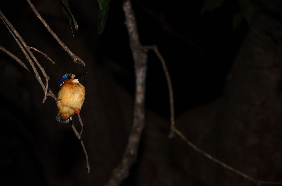 Malagasy Kingfisher sleeping in Tsingy This was the first time in our lives that we saw a wild bird sleeping. It did seem to awaken from the sound of our footsteps on the dry leaves, but stayed in a state of half sleep, not flying away. Quite amazing to see. Alcedo vintsioides,Corythornis vintsioides,Geotagged,Madagascar,Malagasy Kingfisher,Malagasy kingfisher,Tsingy de Bemaraha National Park