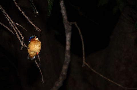 Malagasy Kingfisher sleeping in Tsingy This was the first time in our lives that we saw a wild bird sleeping. It did seem to awaken from the sound of our footsteps on the dry leaves, but stayed in a state of half sleep, not flying away. Quite amazing to see. Alcedo vintsioides,Corythornis vintsioides,Geotagged,Madagascar,Malagasy Kingfisher,Malagasy kingfisher,Tsingy de Bemaraha National Park
