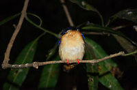 Malagasy Kingfisher sleeping in Tsingy, Madagascar Bizarre to see a wild bird sleeping on a low branch, not bothered at all by our moves, sound and light.  Alcedo vintsioides,Corythornis vintsioides,Madagascar,Malagasy Kingfisher,Malagasy kingfisher,Tsingy de Bemaraha National Park