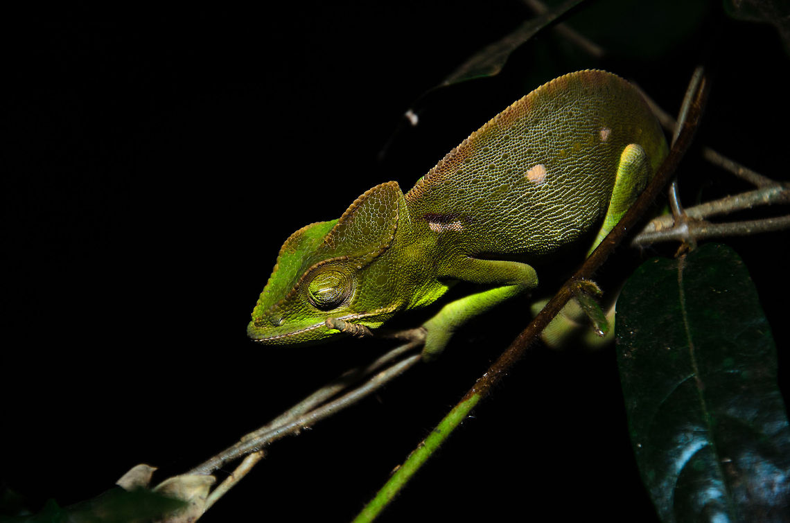 Furcifer oustaleti at night in Tsingy, Madagascar  Furcifer labordi,Furcifer oustaleti,Geotagged,Madagascar,Malagasy Giant Chameleon,Tsingy de Bemaraha National Park