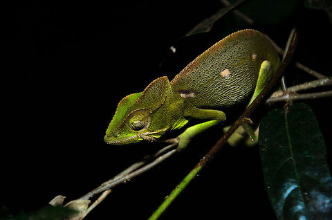 Furcifer oustaleti at night in Tsingy, Madagascar  Furcifer labordi,Furcifer oustaleti,Geotagged,Madagascar,Malagasy Giant Chameleon,Tsingy de Bemaraha National Park