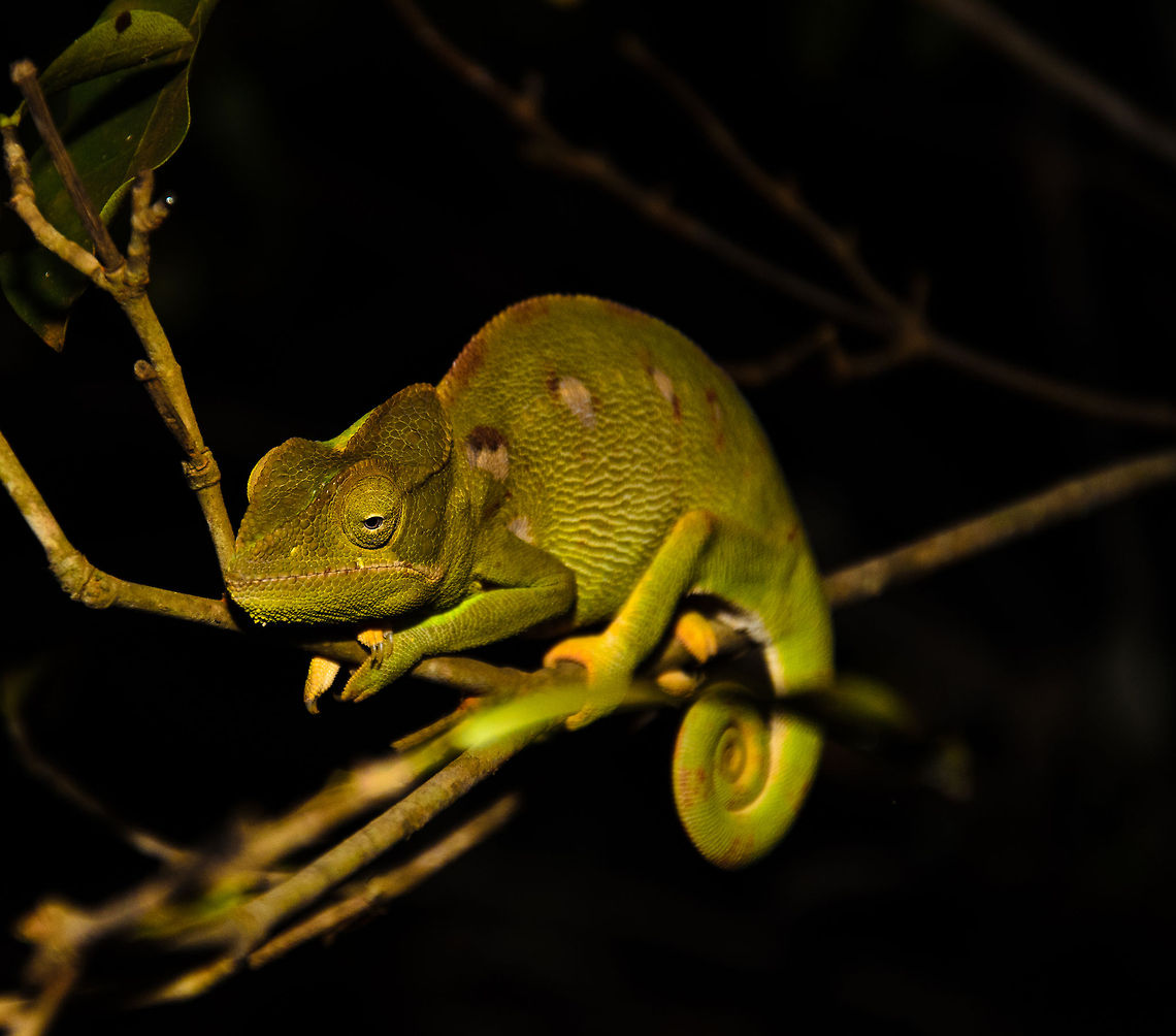 Furcifer oustaleti at night in Tsingy, Madagascar We were lucky to see this adult species, as it seems to have an incredibly short life span of only a few months. It was nice knowing you, Mr/Mrs Labordi. Geotagged,Madagascar,Malagasy Giant Chameleon,Tsingy de Bemaraha National Park