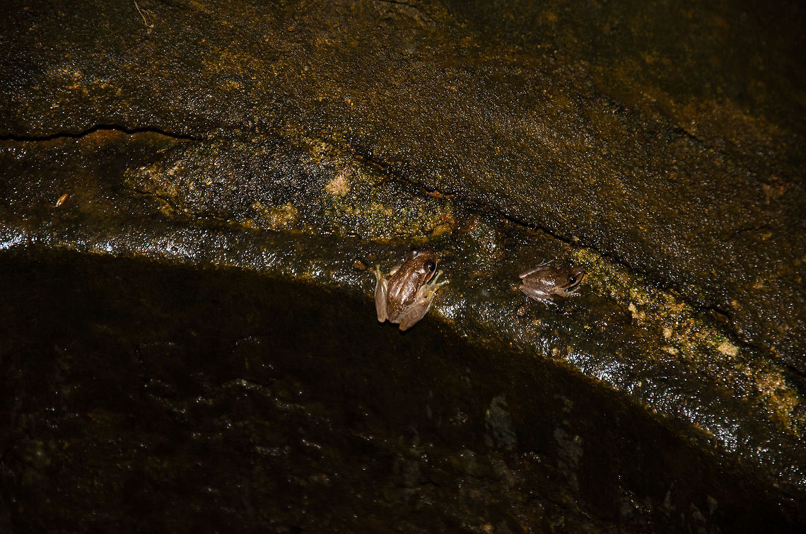 Frogs in Madagascar well Inside the stone well we found in Tsingy Madagascar were these two small frogs. They&#039;d better stay in the well because outside of it awaits a cat-eyed snake. Boophis tephraeomystax,Madagascar,Tsingy de Bemaraha National Park