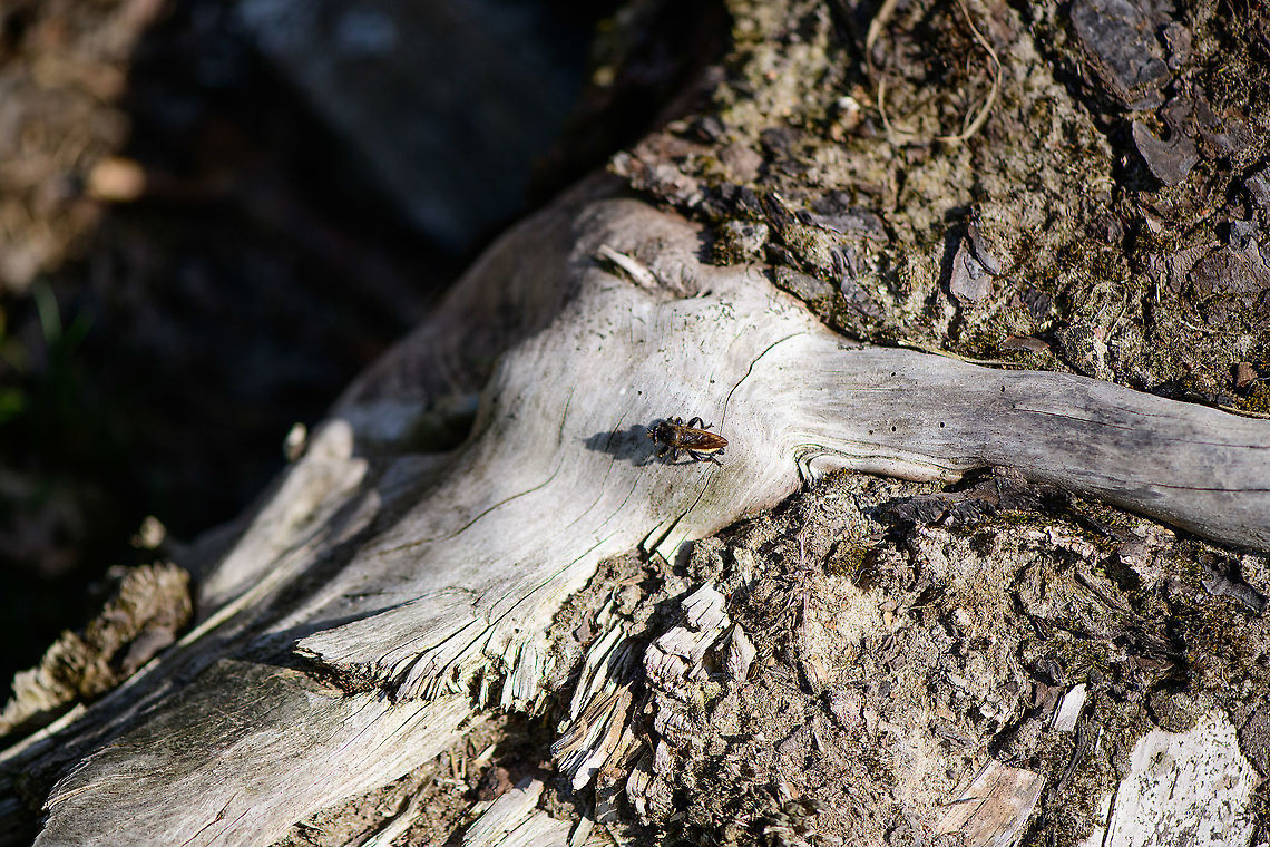 Bumblebee robberfly - habitat, Berghem, Netherlands As it was a very hot day, I was about to exit my stay in the open until in the corner of my eye I saw something big and black moving at great speed. It was immediately out of sight yet I waited around, hoping for it to return. It did, after 10 minutes.<br />
<br />
This is a pretty big and supremely hairy robberfly. Combined with black and yellow bands, enough reasons to give it the bumblebee nickname. They share similarities, except that bumblebees are terrible at flying whilst this apex predator flies like an arrow and reduces prey to milkshakes.<br />
<br />
It is described as platforming on logs in the open, in full sun, which is exactly how I found it.<br />
<figure class="photo"><a href="https://www.jungledragon.com/image/101166/bumblebee_robberfly_-_top_view_berghem_netherlands.html" title="Bumblebee robberfly - top view, Berghem, Netherlands"><img src="https://s3.amazonaws.com/media.jungledragon.com/images/2/101166_thumb.jpg?AWSAccessKeyId=05GMT0V3GWVNE7GGM1R2&Expires=1767225610&Signature=oezPwsoYre4vCOQMoK5nLU3mVwI%3D" width="200" height="134" alt="Bumblebee robberfly - top view, Berghem, Netherlands As it was a very hot day, I was about to exit my stay in the open until in the corner of my eye I saw something big and black moving at great speed. It was immediately out of sight yet I waited around, hoping for it to return. It did, after 10 minutes.<br />
<br />
This is a pretty big and supremely hairy robberfly. Combined with black and yellow bands, enough reasons to give it the bumblebee nickname. They share similarities, except that bumblebees are terrible at flying whilst this apex predator flies like an arrow and reduces prey to milkshakes.<br />
<br />
It is described as platforming on logs in the open, in full sun, which is exactly how I found it.<br />
https://www.jungledragon.com/image/101165/bumblebee_robberfly_-_habitat_berghem_netherlands.html<br />
https://www.jungledragon.com/image/101167/bumblebee_robberfly_-_side_view_berghem_netherlands.html<br />
The Laphria genus&#039; common name is Bee-mimic Robber Flies, a few more species here:<br />
https://www.jungledragon.com/wildlife/browse/animalia/arthropoda/insecta/diptera/asilidae/laphria Berghem,Europe,Laphria flava,Netherlands,World" /></a></figure><br />
<figure class="photo"><a href="https://www.jungledragon.com/image/101167/bumblebee_robberfly_-_side_view_berghem_netherlands.html" title="Bumblebee robberfly - side view, Berghem, Netherlands"><img src="https://s3.amazonaws.com/media.jungledragon.com/images/2/101167_thumb.jpg?AWSAccessKeyId=05GMT0V3GWVNE7GGM1R2&Expires=1767225610&Signature=XEwjI3PXUJhwmTplrKhBAoo1Idc%3D" width="200" height="134" alt="Bumblebee robberfly - side view, Berghem, Netherlands As it was a very hot day, I was about to exit my stay in the open until in the corner of my eye I saw something big and black moving at great speed. It was immediately out of sight yet I waited around, hoping for it to return. It did, after 10 minutes.<br />
<br />
This is a pretty big and supremely hairy robberfly. Combined with black and yellow bands, enough reasons to give it the bumblebee nickname. They share similarities, except that bumblebees are terrible at flying whilst this apex predator flies like an arrow and reduces prey to milkshakes.<br />
<br />
It is described as platforming on logs in the open, in full sun, which is exactly how I found it.<br />
https://www.jungledragon.com/image/101165/bumblebee_robberfly_-_habitat_berghem_netherlands.html<br />
https://www.jungledragon.com/image/101166/bumblebee_robberfly_-_top_view_berghem_netherlands.html<br />
The Laphria genus&#039; common name is Bee-mimic Robber Flies, a few more species here:<br />
https://www.jungledragon.com/wildlife/browse/animalia/arthropoda/insecta/diptera/asilidae/laphria Berghem,Europe,Geotagged,Laphria flava,Netherlands,Summer,World" /></a></figure><br />
The Laphria genus&#039; common name is Bee-mimic Robber Flies, a few more species here:<br />
<a href="https://www.jungledragon.com/wildlife/browse/animalia/arthropoda/insecta/diptera/asilidae/laphria" rel="nofollow">https://www.jungledragon.com/wildlife/browse/animalia/arthropoda/insecta/diptera/asilidae/laphria</a> Berghem,Europe,Laphria flava,Netherlands,World
