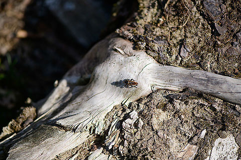 Bumblebee robberfly - habitat, Berghem, Netherlands As it was a very hot day, I was about to exit my stay in the open until in the corner of my eye I saw something big and black moving at great speed. It was immediately out of sight yet I waited around, hoping for it to return. It did, after 10 minutes.

This is a pretty big and supremely hairy robberfly. Combined with black and yellow bands, enough reasons to give it the bumblebee nickname. They share similarities, except that bumblebees are terrible at flying whilst this apex predator flies like an arrow and reduces prey to milkshakes.

It is described as platforming on logs in the open, in full sun, which is exactly how I found it.
https://www.jungledragon.com/image/101166/bumblebee_robberfly_-_top_view_berghem_netherlands.html
https://www.jungledragon.com/image/101167/bumblebee_robberfly_-_side_view_berghem_netherlands.html
The Laphria genus' common name is Bee-mimic Robber Flies, a few more species here:
https://www.jungledragon.com/wildlife/browse/animalia/arthropoda/insecta/diptera/asilidae/laphria Berghem,Europe,Laphria flava,Netherlands,World