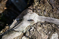 Bumblebee robberfly - habitat, Berghem, Netherlands As it was a very hot day, I was about to exit my stay in the open until in the corner of my eye I saw something big and black moving at great speed. It was immediately out of sight yet I waited around, hoping for it to return. It did, after 10 minutes.<br />
<br />
This is a pretty big and supremely hairy robberfly. Combined with black and yellow bands, enough reasons to give it the bumblebee nickname. They share similarities, except that bumblebees are terrible at flying whilst this apex predator flies like an arrow and reduces prey to milkshakes.<br />
<br />
It is described as platforming on logs in the open, in full sun, which is exactly how I found it.<br />
https://www.jungledragon.com/image/101166/bumblebee_robberfly_-_top_view_berghem_netherlands.html<br />
https://www.jungledragon.com/image/101167/bumblebee_robberfly_-_side_view_berghem_netherlands.html<br />
The Laphria genus' common name is Bee-mimic Robber Flies, a few more species here:<br />
https://www.jungledragon.com/wildlife/browse/animalia/arthropoda/insecta/diptera/asilidae/laphria Berghem,Europe,Laphria flava,Netherlands,World