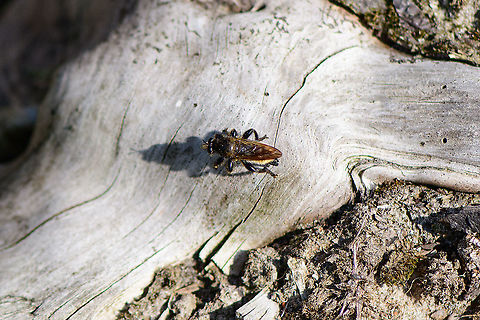 Bumblebee robberfly - top view, Berghem, Netherlands As it was a very hot day, I was about to exit my stay in the open until in the corner of my eye I saw something big and black moving at great speed. It was immediately out of sight yet I waited around, hoping for it to return. It did, after 10 minutes.

This is a pretty big and supremely hairy robberfly. Combined with black and yellow bands, enough reasons to give it the bumblebee nickname. They share similarities, except that bumblebees are terrible at flying whilst this apex predator flies like an arrow and reduces prey to milkshakes.

It is described as platforming on logs in the open, in full sun, which is exactly how I found it.
https://www.jungledragon.com/image/101165/bumblebee_robberfly_-_habitat_berghem_netherlands.html
https://www.jungledragon.com/image/101167/bumblebee_robberfly_-_side_view_berghem_netherlands.html
The Laphria genus' common name is Bee-mimic Robber Flies, a few more species here:
https://www.jungledragon.com/wildlife/browse/animalia/arthropoda/insecta/diptera/asilidae/laphria Berghem,Europe,Laphria flava,Netherlands,World