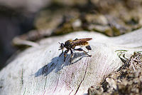 Bumblebee robberfly - side view, Berghem, Netherlands As it was a very hot day, I was about to exit my stay in the open until in the corner of my eye I saw something big and black moving at great speed. It was immediately out of sight yet I waited around, hoping for it to return. It did, after 10 minutes.<br />
<br />
This is a pretty big and supremely hairy robberfly. Combined with black and yellow bands, enough reasons to give it the bumblebee nickname. They share similarities, except that bumblebees are terrible at flying whilst this apex predator flies like an arrow and reduces prey to milkshakes.<br />
<br />
It is described as platforming on logs in the open, in full sun, which is exactly how I found it.<br />
https://www.jungledragon.com/image/101165/bumblebee_robberfly_-_habitat_berghem_netherlands.html<br />
https://www.jungledragon.com/image/101166/bumblebee_robberfly_-_top_view_berghem_netherlands.html<br />
The Laphria genus' common name is Bee-mimic Robber Flies, a few more species here:<br />
https://www.jungledragon.com/wildlife/browse/animalia/arthropoda/insecta/diptera/asilidae/laphria Berghem,Europe,Geotagged,Laphria flava,Netherlands,Summer,World