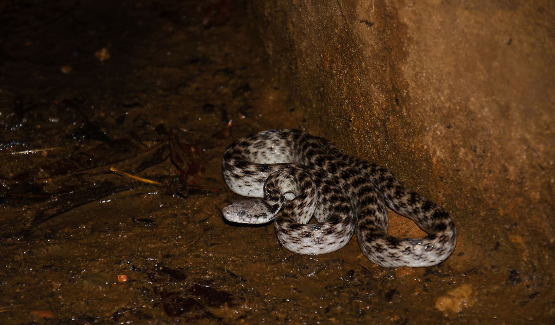 Malagasy Cat-eyed Snake (night snake) at well in Tsingy, Madagascar Right at the start of our night tour in Tsingy, Madagascar we found this Cat-eyed snake stationed at the edge of a stone well. This snake is fairly common in Madagascar and hunts for rodents and chameleons. Like all snakes in Madagascar, this snake is not dangerous to humans. It has venom but it is so weak that it will not even kill a rodent. The snake therefore uses a combination of venom and constriction. Madagascar,Madagascarophis colubrinus,Malagasy Cat-eyed Snake,Tsingy de Bemaraha National Park