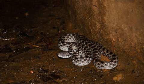 Malagasy Cat-eyed Snake