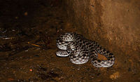 Malagasy Cat-eyed Snake (night snake) at well in Tsingy, Madagascar Right at the start of our night tour in Tsingy, Madagascar we found this Cat-eyed snake stationed at the edge of a stone well. This snake is fairly common in Madagascar and hunts for rodents and chameleons. Like all snakes in Madagascar, this snake is not dangerous to humans. It has venom but it is so weak that it will not even kill a rodent. The snake therefore uses a combination of venom and constriction. Madagascar,Madagascarophis colubrinus,Malagasy Cat-eyed Snake,Tsingy de Bemaraha National Park