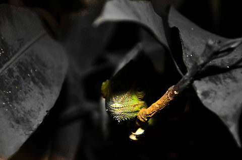 Into the light A chameleon in the Tsingy forests at night hides in the shadows. Chameleons are not night creatures, therefore you'll often find them sleeping after sunset, awaiting the sun of the next day to heat their cold-blooded bodies. Geotagged,Madagascar,Tsingy de Bemaraha National Park,chameleon