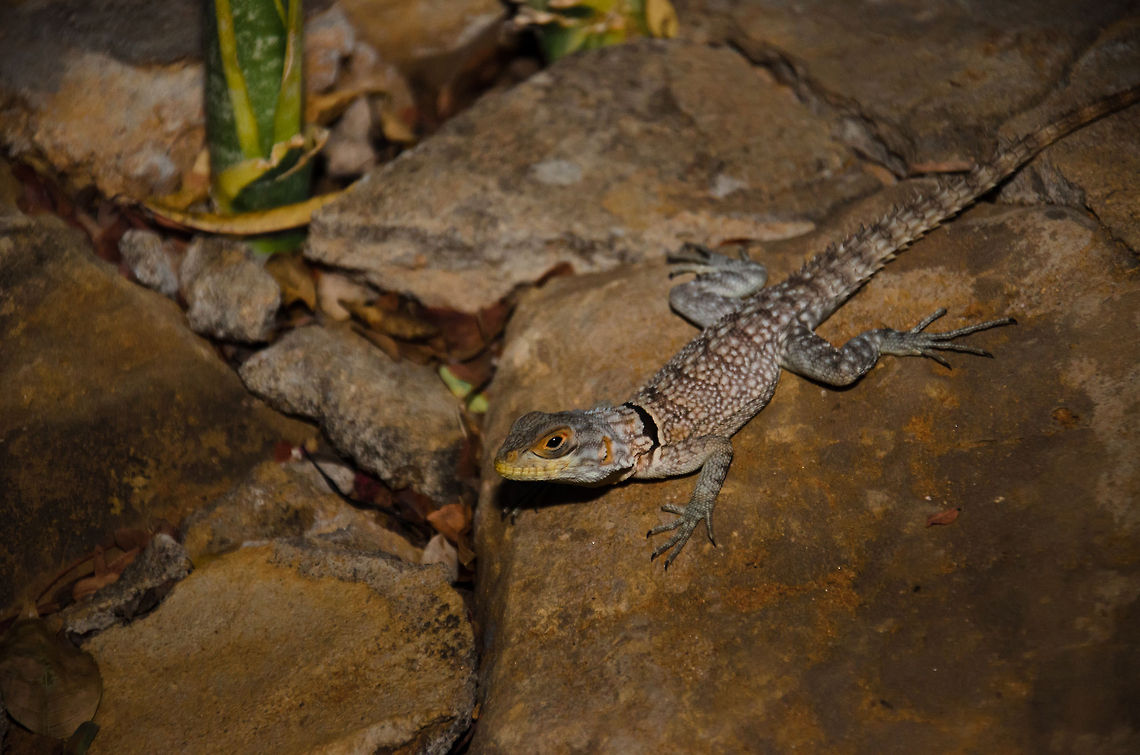 Collared iguanid lizard at night in Tsingy This one was found after sunset right outside our lodge on the path to the restaurant. You can approach them up to about 5 metres. Collared iguanid lizard,Madagascar,Oplurus cuvieri,Tsingy de Bemaraha National Park