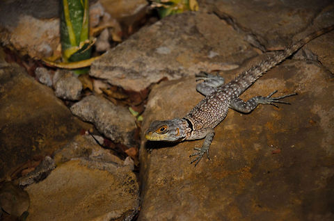 Collared iguanid lizard at night in Tsingy This one was found after sunset right outside our lodge on the path to the restaurant. You can approach them up to about 5 metres. Collared iguanid lizard,Madagascar,Oplurus cuvieri,Tsingy de Bemaraha National Park