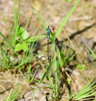 Emeral Damselfly - tandem top view, Berghem, Netherlands A different couple compared to this couple photographed 2 hours earlier:
https://www.jungledragon.com/image/100008/emerald_damselfly_-_tandem_-_closeup_berghem_netherlands.html
Note how perspective and the angle of light gives a dramatically different color perception. "Emerald" is a good name. Berghem,Emerald damselfly,Europe,Geotagged,Lestes sponsa,Netherlands,Summer,World
