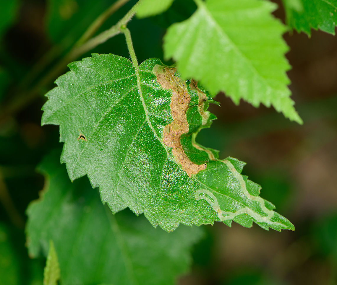 Leaf miner tunnels, Berghem, Netherlands  Berghem,Europe,Geotagged,Netherlands,Summer,World