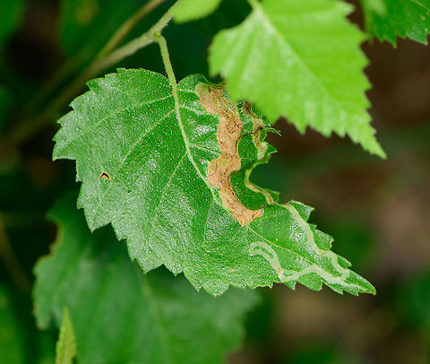 Leaf miner tunnels, Berghem, Netherlands  Berghem,Europe,Geotagged,Netherlands,Summer,World