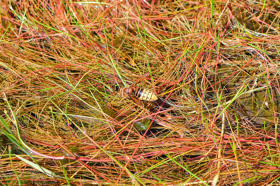 European Hornet drinking - closeup, Berghem, Netherlands Found drinking in a very shallow pond. This is the largest wasp in Western Europe, at about 3cm. It looks very scary yet is never aggressive for as long as you stay away from their nest. <br />
<br />
It&#039;s an apex insect hunter that will take on insects of any size, all to feed the larvae whilst the adult primarily likes sugary saps to support their high energy lifestyle.<br />
<br />
Unique fact about this wasp is that unlike most wasps and bees, it always is in the mood for a hunt. Most wasps and bees don&#039;t like rain or wind, and stay in the nest. Not this wasp. In fact, it even hunts at night, targeting moths, which is very not wasp-like behavior. <br />
<br />
Finally, it enjoys feeding upside down, just because it can:<br />
<a href="https://nl.wikipedia.org/wiki/Europese_hoornaar#/media/Bestand:Vespa_crabro_germana_with_prey_Richard_Bartz.jpg" rel="nofollow">https://nl.wikipedia.org/wiki/Europese_hoornaar#/media/Bestand:Vespa_crabro_germana_with_prey_Richard_Bartz.jpg</a><br />
<figure class="photo"><a href="https://www.jungledragon.com/image/101203/european_hornet_drinking_berghem_netherlands.html" title="European Hornet drinking, Berghem, Netherlands"><img src="https://s3.amazonaws.com/media.jungledragon.com/images/2/101203_thumb.jpg?AWSAccessKeyId=05GMT0V3GWVNE7GGM1R2&Expires=1767225610&Signature=S4ZwWvPtw%2FmG6TYBqBpbG4qTk0o%3D" width="200" height="134" alt="European Hornet drinking, Berghem, Netherlands Found drinking in a very shallow pond. This is the largest wasp in Western Europe, at about 3cm. It looks very scary yet is never aggressive for as long as you stay away from their nest. <br />
<br />
It&#039;s an apex insect hunter that will take on insects of any size, all to feed the larvae whilst the adult primarily likes sugary saps to support their high energy lifestyle.<br />
<br />
Unique fact about this wasp is that unlike most wasps and bees, it always is in the mood for a hunt. Most wasps and bees don&#039;t like rain or wind, and stay in the nest. Not this wasp. In fact, it even hunts at night, targeting moths, which is very not wasp-like behavior. <br />
<br />
Finally, it enjoys feeding upside down, just because it can:<br />
https://nl.wikipedia.org/wiki/Europese_hoornaar#/media/Bestand:Vespa_crabro_germana_with_prey_Richard_Bartz.jpg<br />
https://www.jungledragon.com/image/101202/european_hornet_drinking_-_closeup_berghem_netherlands.html<br />
One more, they have comma shaped eyes:<br />
<br />
https://www.jungledragon.com/image/37585/european_hornet.html Berghem,Europe,European Hornet,Netherlands,Vespa crabro,World" /></a></figure><br />
One more, they have comma shaped eyes:<br />
<br />
<figure class="photo"><a href="https://www.jungledragon.com/image/37585/european_hornet.html" title="European hornet"><img src="https://s3.amazonaws.com/media.jungledragon.com/images/2771/37585_thumb.jpg?AWSAccessKeyId=05GMT0V3GWVNE7GGM1R2&Expires=1767225610&Signature=P6vFshiL9hXR5OLDBodczqj39q8%3D" width="200" height="126" alt="European hornet This is a different hornet than in my previous upload, This one also has a lot of scars on the eyes from all the air battles.<br />
For these pictures i smeared a very rotten apple on a concrete table. And you don&#039;t have to wait long before the wasps dig in, until a hornet shows up, when it does all the other wasps and insects are gone leaving only the hornet to photograph.  European Hornet,Geotagged,Netherlands,Summer,Vespa crabro" /></a></figure> Berghem,Europe,European Hornet,Netherlands,Vespa crabro,World