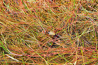 European Hornet drinking - closeup, Berghem, Netherlands Found drinking in a very shallow pond. This is the largest wasp in Western Europe, at about 3cm. It looks very scary yet is never aggressive for as long as you stay away from their nest. <br />
<br />
It's an apex insect hunter that will take on insects of any size, all to feed the larvae whilst the adult primarily likes sugary saps to support their high energy lifestyle.<br />
<br />
Unique fact about this wasp is that unlike most wasps and bees, it always is in the mood for a hunt. Most wasps and bees don't like rain or wind, and stay in the nest. Not this wasp. In fact, it even hunts at night, targeting moths, which is very not wasp-like behavior. <br />
<br />
Finally, it enjoys feeding upside down, just because it can:<br />
https://nl.wikipedia.org/wiki/Europese_hoornaar#/media/Bestand:Vespa_crabro_germana_with_prey_Richard_Bartz.jpg<br />
https://www.jungledragon.com/image/101203/european_hornet_drinking_berghem_netherlands.html<br />
One more, they have comma shaped eyes:<br />
<br />
https://www.jungledragon.com/image/37585/european_hornet.html Berghem,Europe,European Hornet,Netherlands,Vespa crabro,World