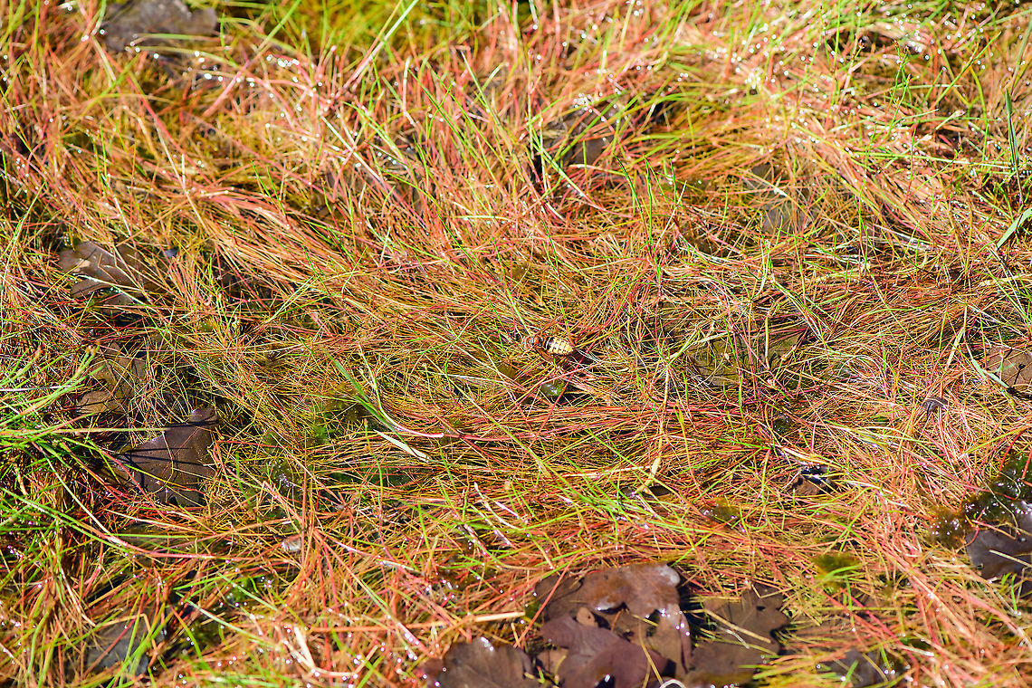 European Hornet drinking, Berghem, Netherlands Found drinking in a very shallow pond. This is the largest wasp in Western Europe, at about 3cm. It looks very scary yet is never aggressive for as long as you stay away from their nest. <br />
<br />
It&#039;s an apex insect hunter that will take on insects of any size, all to feed the larvae whilst the adult primarily likes sugary saps to support their high energy lifestyle.<br />
<br />
Unique fact about this wasp is that unlike most wasps and bees, it always is in the mood for a hunt. Most wasps and bees don&#039;t like rain or wind, and stay in the nest. Not this wasp. In fact, it even hunts at night, targeting moths, which is very not wasp-like behavior. <br />
<br />
Finally, it enjoys feeding upside down, just because it can:<br />
<a href="https://nl.wikipedia.org/wiki/Europese_hoornaar#/media/Bestand:Vespa_crabro_germana_with_prey_Richard_Bartz.jpg" rel="nofollow">https://nl.wikipedia.org/wiki/Europese_hoornaar#/media/Bestand:Vespa_crabro_germana_with_prey_Richard_Bartz.jpg</a><br />
<figure class="photo"><a href="https://www.jungledragon.com/image/101202/european_hornet_drinking_-_closeup_berghem_netherlands.html" title="European Hornet drinking - closeup, Berghem, Netherlands"><img src="https://s3.amazonaws.com/media.jungledragon.com/images/2/101202_thumb.jpg?AWSAccessKeyId=05GMT0V3GWVNE7GGM1R2&Expires=1767225610&Signature=5ta5IoFjk2ic4wD5uifKWZie1DE%3D" width="200" height="134" alt="European Hornet drinking - closeup, Berghem, Netherlands Found drinking in a very shallow pond. This is the largest wasp in Western Europe, at about 3cm. It looks very scary yet is never aggressive for as long as you stay away from their nest. <br />
<br />
It&#039;s an apex insect hunter that will take on insects of any size, all to feed the larvae whilst the adult primarily likes sugary saps to support their high energy lifestyle.<br />
<br />
Unique fact about this wasp is that unlike most wasps and bees, it always is in the mood for a hunt. Most wasps and bees don&#039;t like rain or wind, and stay in the nest. Not this wasp. In fact, it even hunts at night, targeting moths, which is very not wasp-like behavior. <br />
<br />
Finally, it enjoys feeding upside down, just because it can:<br />
https://nl.wikipedia.org/wiki/Europese_hoornaar#/media/Bestand:Vespa_crabro_germana_with_prey_Richard_Bartz.jpg<br />
https://www.jungledragon.com/image/101203/european_hornet_drinking_berghem_netherlands.html<br />
One more, they have comma shaped eyes:<br />
<br />
https://www.jungledragon.com/image/37585/european_hornet.html Berghem,Europe,European Hornet,Netherlands,Vespa crabro,World" /></a></figure><br />
One more, they have comma shaped eyes:<br />
<br />
<figure class="photo"><a href="https://www.jungledragon.com/image/37585/european_hornet.html" title="European hornet"><img src="https://s3.amazonaws.com/media.jungledragon.com/images/2771/37585_thumb.jpg?AWSAccessKeyId=05GMT0V3GWVNE7GGM1R2&Expires=1767225610&Signature=P6vFshiL9hXR5OLDBodczqj39q8%3D" width="200" height="126" alt="European hornet This is a different hornet than in my previous upload, This one also has a lot of scars on the eyes from all the air battles.<br />
For these pictures i smeared a very rotten apple on a concrete table. And you don&#039;t have to wait long before the wasps dig in, until a hornet shows up, when it does all the other wasps and insects are gone leaving only the hornet to photograph.  European Hornet,Geotagged,Netherlands,Summer,Vespa crabro" /></a></figure> Berghem,Europe,European Hornet,Netherlands,Vespa crabro,World