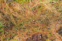 European Hornet drinking, Berghem, Netherlands Found drinking in a very shallow pond. This is the largest wasp in Western Europe, at about 3cm. It looks very scary yet is never aggressive for as long as you stay away from their nest. <br />
<br />
It's an apex insect hunter that will take on insects of any size, all to feed the larvae whilst the adult primarily likes sugary saps to support their high energy lifestyle.<br />
<br />
Unique fact about this wasp is that unlike most wasps and bees, it always is in the mood for a hunt. Most wasps and bees don't like rain or wind, and stay in the nest. Not this wasp. In fact, it even hunts at night, targeting moths, which is very not wasp-like behavior. <br />
<br />
Finally, it enjoys feeding upside down, just because it can:<br />
https://nl.wikipedia.org/wiki/Europese_hoornaar#/media/Bestand:Vespa_crabro_germana_with_prey_Richard_Bartz.jpg<br />
https://www.jungledragon.com/image/101202/european_hornet_drinking_-_closeup_berghem_netherlands.html<br />
One more, they have comma shaped eyes:<br />
<br />
https://www.jungledragon.com/image/37585/european_hornet.html Berghem,Europe,European Hornet,Netherlands,Vespa crabro,World