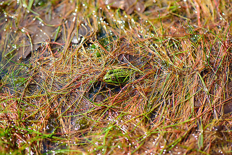 Edible Frog awaiting rain - 2, Berghem, Netherlands This pond was getting to dangerously low water levels. Water plants are exposed to air and the frogs pretty much standing on the bottom. Luckily, more wet weather followed in the weeks after, so they should be fine.
https://www.jungledragon.com/image/101205/edible_frog_awaiting_rain_berghem_netherlands.html
https://www.jungledragon.com/image/101206/edible_frog_awaiting_rain_-_3_berghem_netherlands.html Berghem,Edible frog,Europe,Geotagged,Netherlands,Pelophylax kl. esculentus,Summer,World